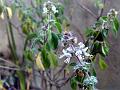 Hoary Basil